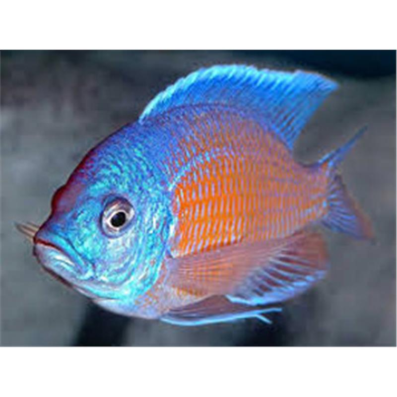 Haplochromis borleyi yelow fin - imagine 4